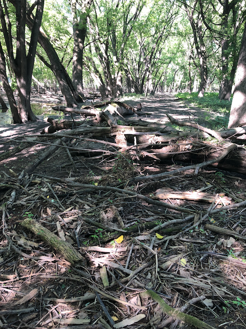  Debris blocking Pike Island trail 